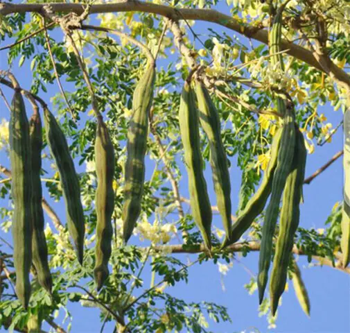 Moringa leaves and seed pods, also known as drumsticks