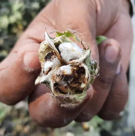 A cotton boll destroyed by the pink bollworm in Multan district: in 2022, the pink bollworm returned as a major threat, with parts of Multan flagged as infestation hotspots | Photo courtesy the writer