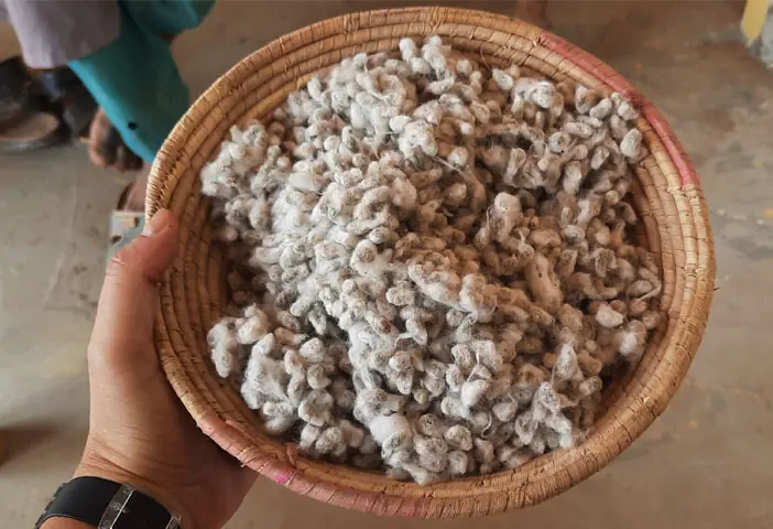 A smallholder farmer saves Bt cotton seeds for reuse in 2021 in Bahawalpur district: in 2022, poor germination, more pests, untimely rain and the catastrophic national floods of that summer proved ruinous for cotton | Photo courtesy the writer