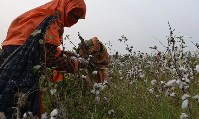 Workers pick cotton in a field in Bahawalpur district: historically, cotton has been Pakistan’s great summer cash crop, planted after the winter wheat comes off the fields | AFP