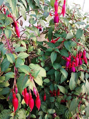 The fuchsia flower looks like a red chilli while in the bud stage | Photos by the writer