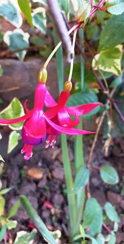 The fuchsia plant is often referred to as the bell plant or lady’s eardrop because of its dangling flowers in bloom