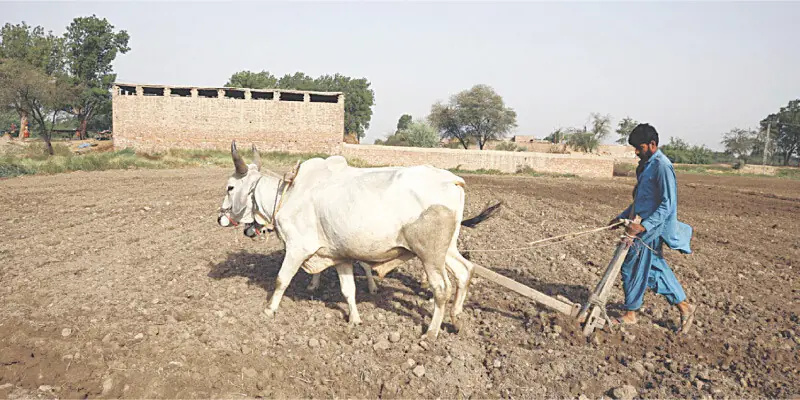  A farmer is ploughing his land in Tandojam. 