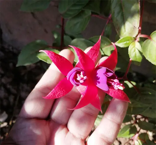 The fuchsia colour owes its name to the vivid reddish-purple shade of the flower | By the writer