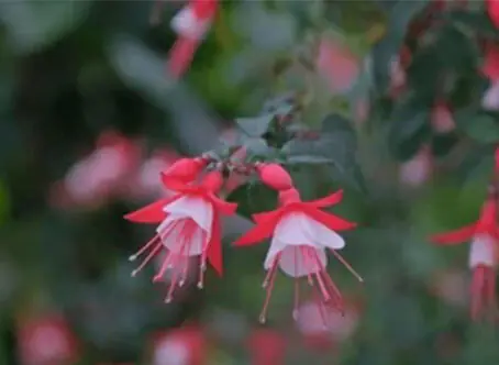 Two hybrid fuchsia flower having red sepals, white petals and water drop on tip of pollen duct | Shutterstock