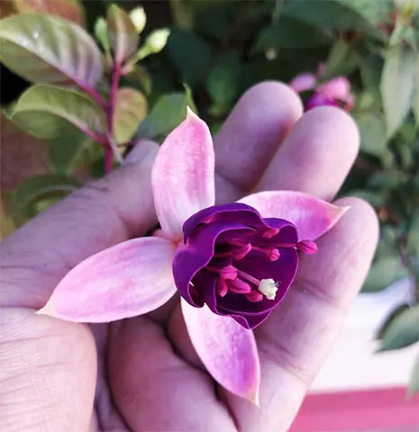A fuchsia flower comprises four sepals, petals and a central part with eight stamens and a pistil | By the writer