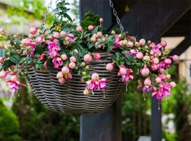 Depending on the variety, the plant can be grown in hanging baskets or trained as a bush, hedge or shrub | Shutterstock