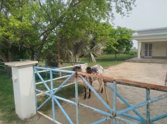 A cow looks towards the camera while grazing on the lawn of a rest house at Dhoke Bun Ameer Khatoon Dam.