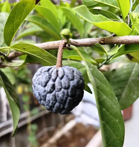   Pest damage may cause the custard apple fruit to deteriorate, harden and eventually turn dark   