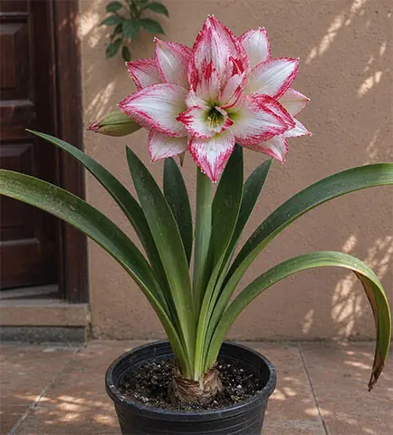   For the Potohar region, September and October are a good time to plant amaryllis bulbs | Photos courtesy the writer  