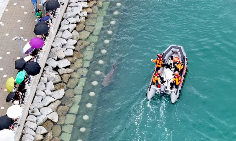 Firefighters guide a shark that has been trapped in a canal since September 18, to the outer sea in Busan, South Korea, on September 29, 2026. &mdash; Yonhap via Reuters