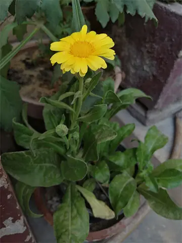 Calendula in a clay pot | Photos by the writer