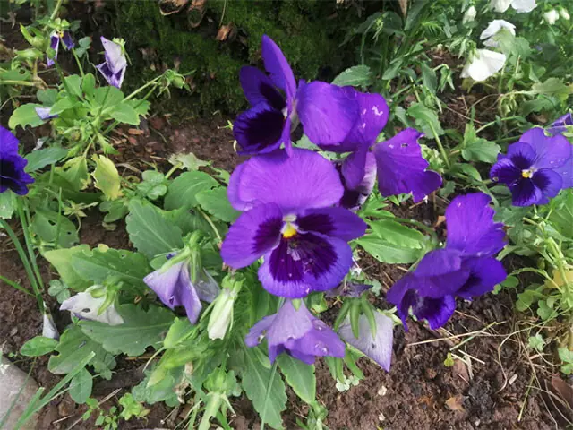 Pansy is an easy-to-manage winter-flowering plant