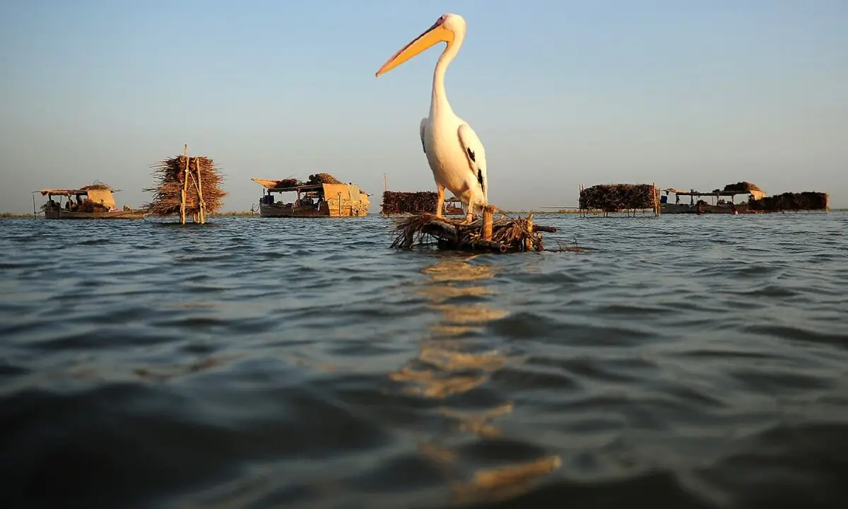 Effluents turn once-pristine Manchar Lake toxic