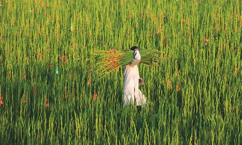 Farming reform