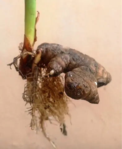    A turmeric rhizome that is about two to three inches long is ideal for planting | Photos by the writer    
