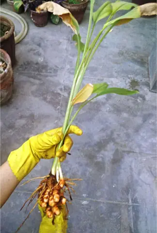    Turmeric rhizomes are small and stubby, with rough skin and fewer branches   