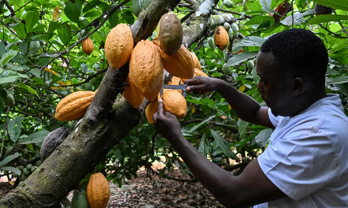 World's top cocoa producer Ivory Coast aims for a climate-tough bean
