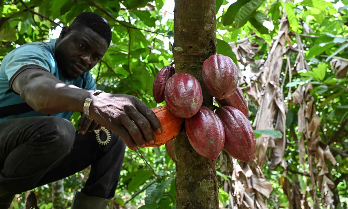 Ivorian cocoa farmer Koffi Alexis Amani holds a cocoa pod at a plantation near Bouafle, on Sept 16, 2026. — AFP