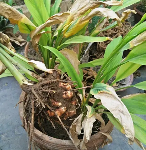 Once the leaves turn yellow and begin to dry, it is a sign that the rhizomes may be ready for harvest. To harvest, loosen the growing medium around the plant and gently lift the root mass from the container