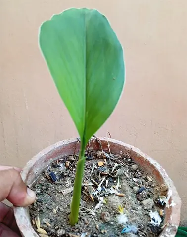 Turmeric produces large leaves that are aromatic and edible, with a slightly bitter taste. They can be used to flavour curries, soups and lentil dishes, or to wrap rice and proteins before steaming | Photos by the writer