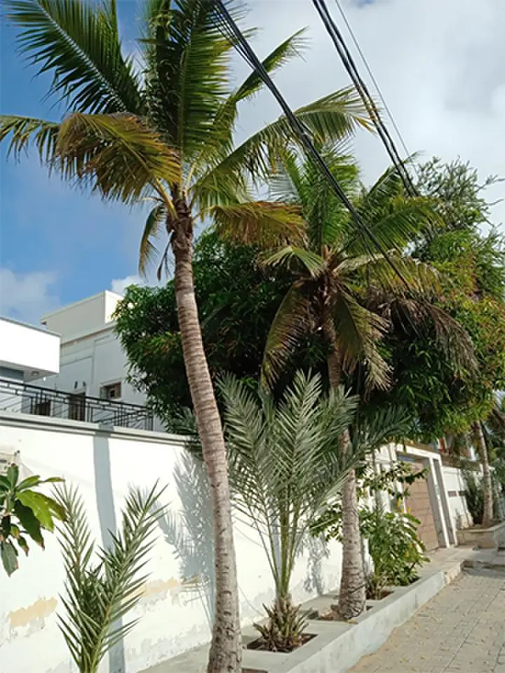 Pest infestations, poor pollination, nutrient deficiencies and improper watering can all cause young coconuts to drop prematurely or remain undersized