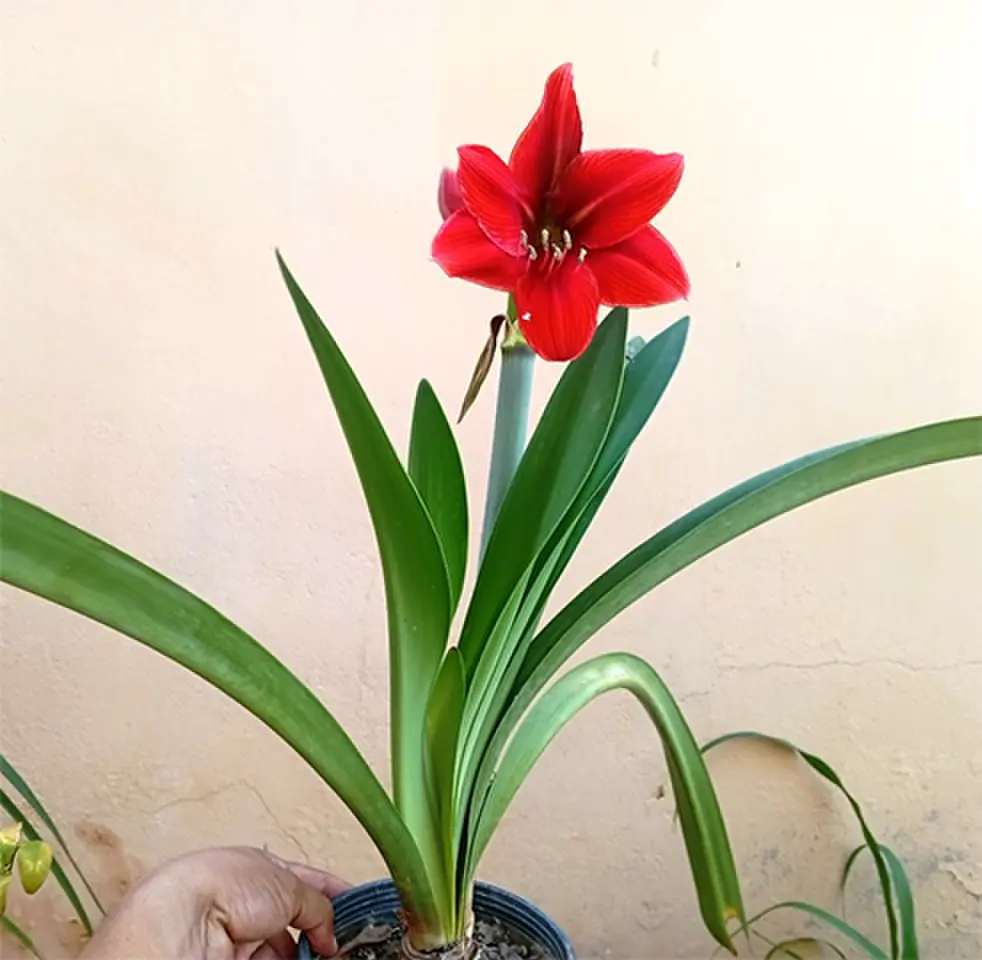 Nursery potting mix that lacks organic matter or contains too much clay can be unsuitable for amaryllis | Photos courtesy the writer