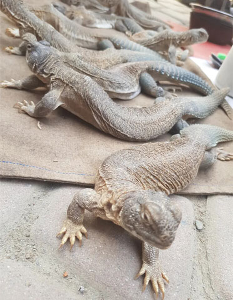    Spiny-tailed lizard known locally as the sanda | Courtesy the writer   
