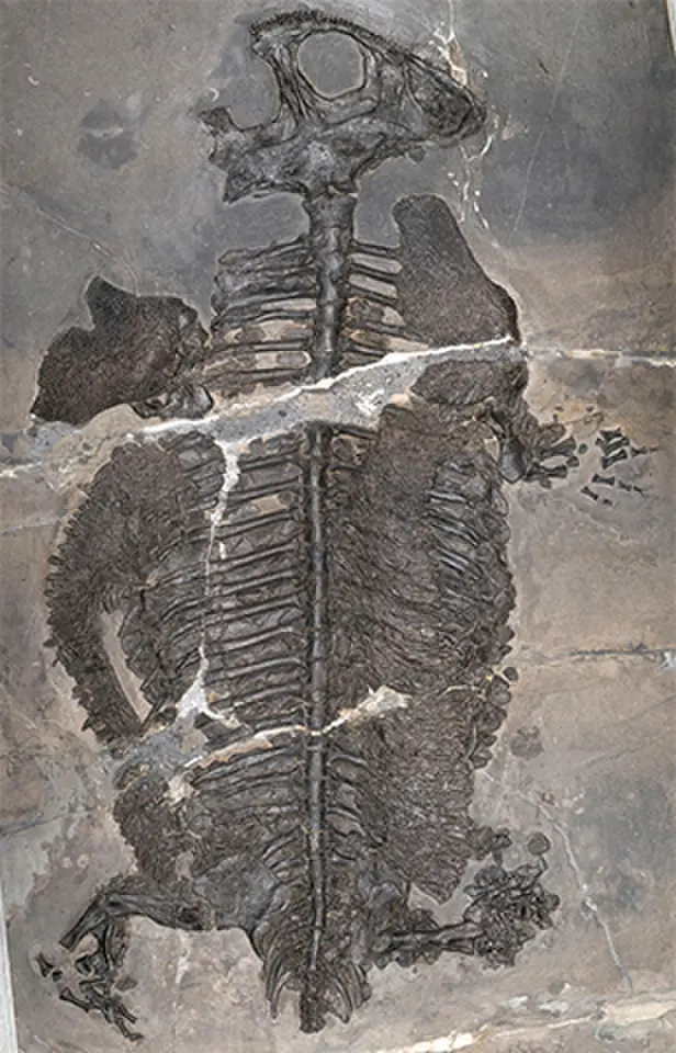 A FOSSIL of the Triassic Period marine amphibian Gerrothorax maritimus is exposed belly side up at a geological museum in Guizhou, China.—Reuters
