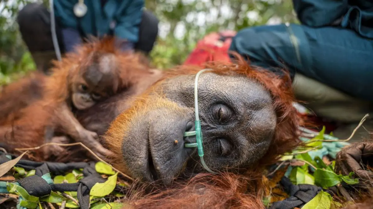 Forest loss, wildfires in Indonesia put orangutans at high extinction risk