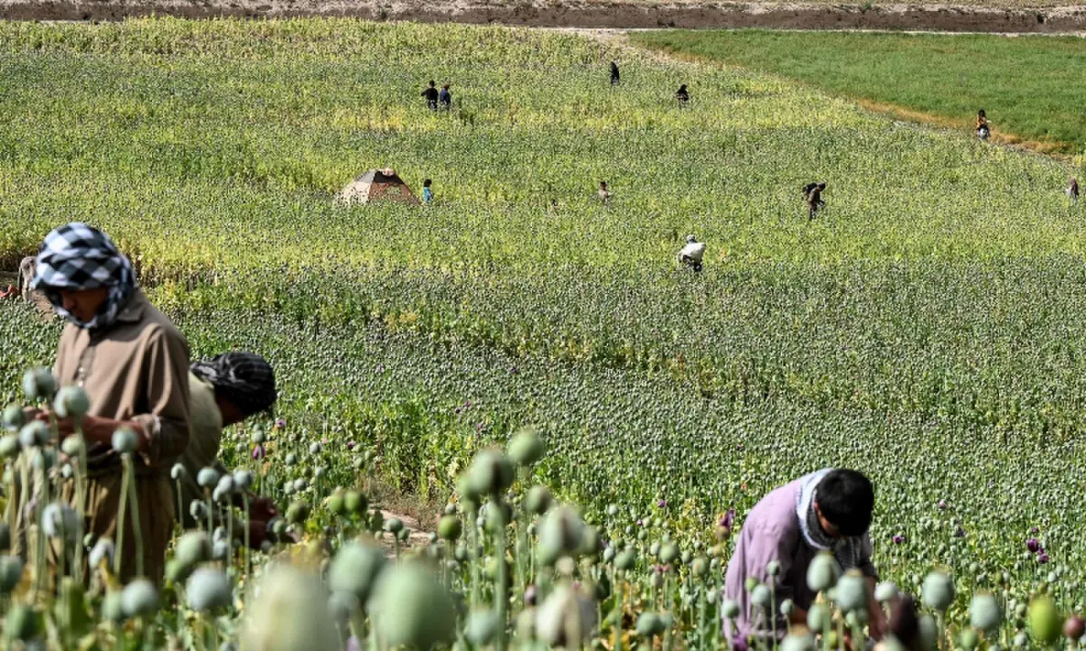 This photograph taken on June 22, 2026 shows Afghan farmers harvesting sap from poppies in a field in Badakhshan province. — AFP