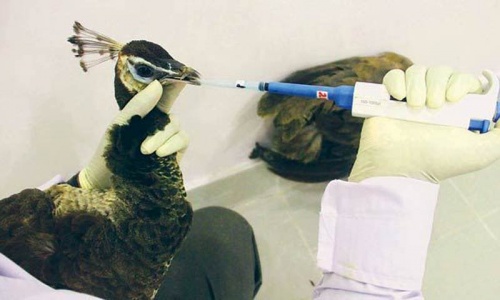Forty-one peacocks dead in Thar