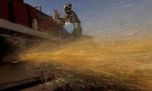 Wheat imports may thrive