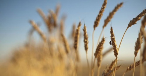 Pakistan says Iran wheat deal to be finalised within weeks