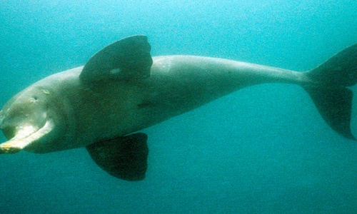 Indus Dolphin: Survival against all odds