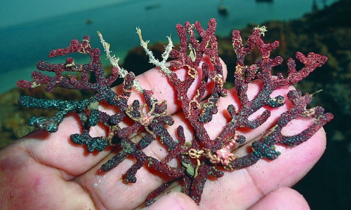 Samples of sea organisms collected from new island