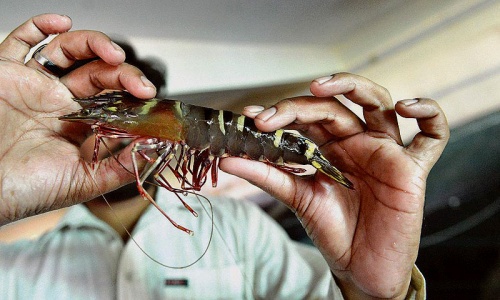 Prolonged outages hit Sindh&rsquo;s only shrimp hatchery