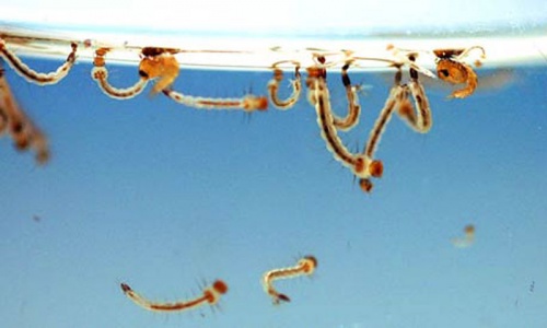 Shahbaz directs ministers to ensure anti-dengue drive's success