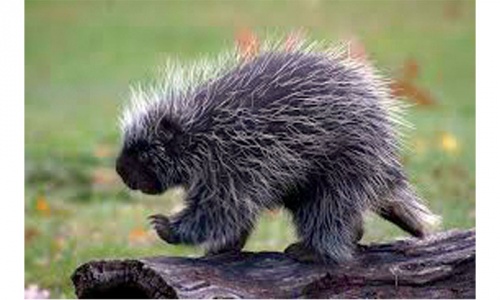 Wildlife: Armed to quill Wildlife: Armed to quill