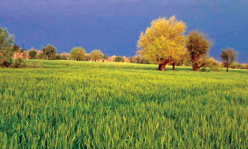 The walking wounded  of Waziristan: The lost tribes&rsquo; search for spring