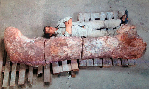Largest dinosaur fossils found in Argentina