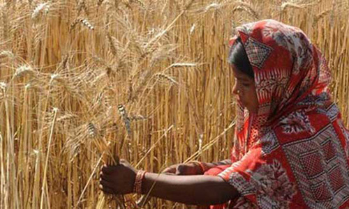 &lsquo;Poor&rsquo; agriculture tax collection by provinces annoys Dar