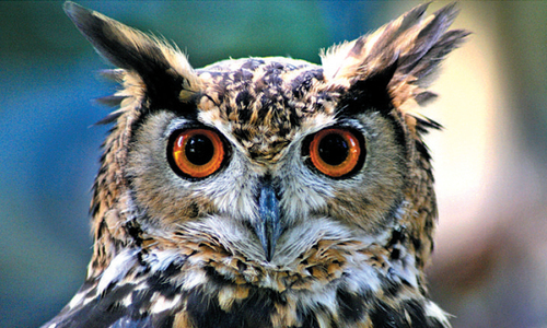 کالے جادو کے سامان کی چڑیا گھر میں تلاش