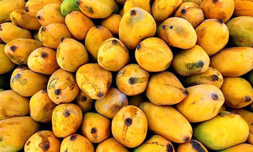 Mobile cooling unit to increase post-harvest mango life Mobile cooling unit to increase post-harvest mango life