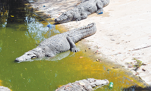 Another death in zoo &mdash;  this time it&rsquo;s a crocodile