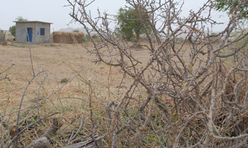 Thar drought situation termed alarming