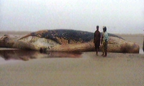 Fishermen drag dead whale to Karachi shore