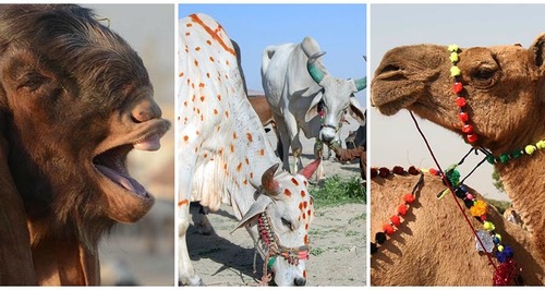 عید قرباں، مویشی منڈیاں اور حیرت انگیز جانور