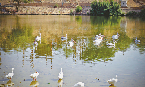Five pelicans at Safari Park go ‘missing’ Five pelicans at Safari Park go ‘missing’