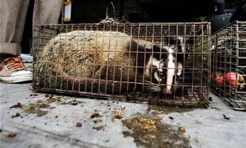 Indian civet cat released back into wild